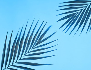 Obraz premium Palm tree leaves in trendy blue color. Color of the year 2020.