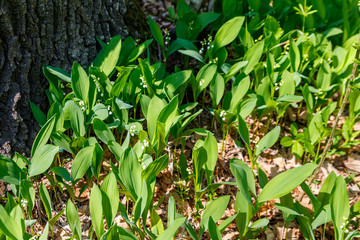 Lily of the valley (Convallaria majalis) white flowers in forest at spring