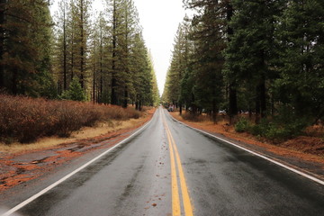 Fototapeta premium Road in forest