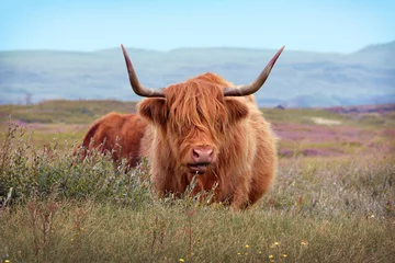 Cercles muraux Highlander écossais Wild beautiful Scottish Highland Cattle cow with brown long and scraggy fur and big horns in the dunes of island Texel in the Netherlands