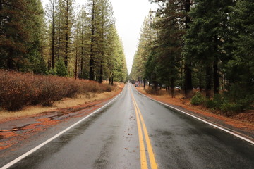 Fototapeta premium Road in forest