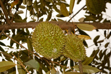 Two durian on a tree