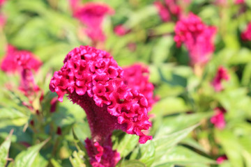Cockscomb​ flowers​ blossom​ at outdoor garden
