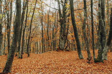 Obraz premium Autumn forest road leaves view. Autumn leaves ground. Autumn forest road landscape. Autumn leaves road view