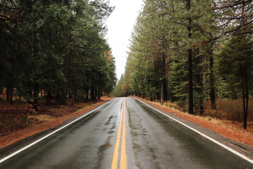 Obraz premium Road in forest