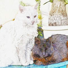 Close up of the cats Yin Joey and Yang Snowy