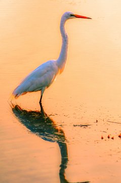 Vertical shot of a great egret and its reflection in the water captured in the sunset