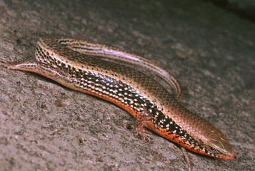 Mabuya sp. A skink with orange flanks in the breeding season.