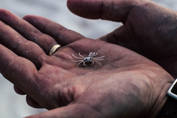 Sand Crab 