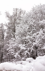 Snow-covered Park, forest, large snowdrifts. Snowstorm, snowstorm, winter. Huge drifts lie on the...
