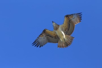 Eastern Osprey (Pandion cristatus) soaring overhead.