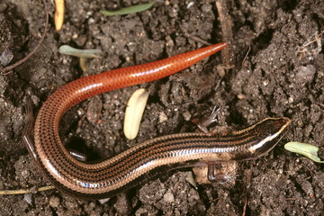 A skink resembling Riopa. The body of this species is shorter and the tail is brightly coloured.