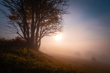 Obraz na płótnie Canvas Beautiful morning at autumn mountain hill. Landscape with fog over mountains and rising sun, through the tree, standing alone on the hill.