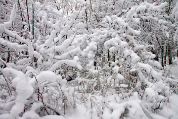 Snow-covered Park, forest. Heavy snow covered people, trees, streets, houses. Snow storm, Blizzard in the city. Huge snowdrifts lie on the road. White snow falls in the Park during the day. Winter lan