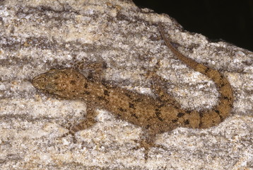 Hemidactylus Brooki. Brook's gecko. A very common gecko found in a variety of habitats.