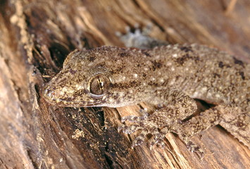 Hemidactylus Brooki. Brook's gecko. A very common gecko found in a variety of habitats. A close up of the head and forelimbs.