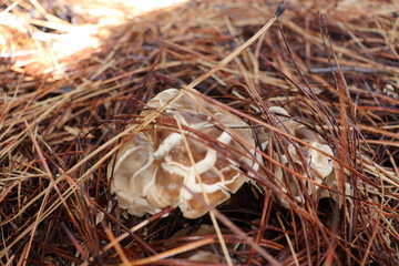 Mushroom in forest