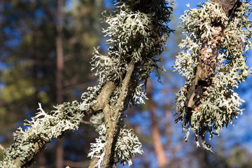 gray lichen, oak moss, evernia prunastri