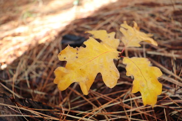 autumn leaves on grass