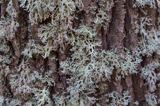 Gray lichen on brown oak bark