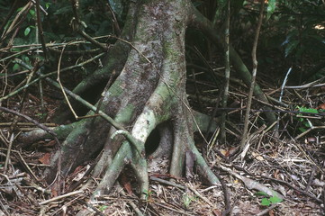 The base of a Myristica Iria tree with prop roots. This tree is related to the Nutmeg.