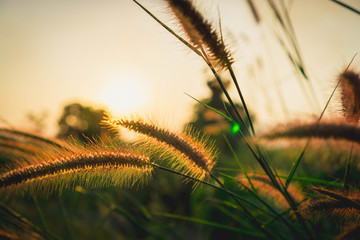 ears of wheat
