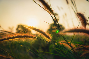 ears of wheat in the field