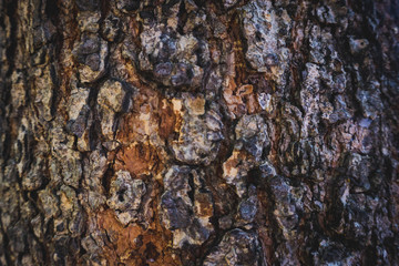 tree bark texture