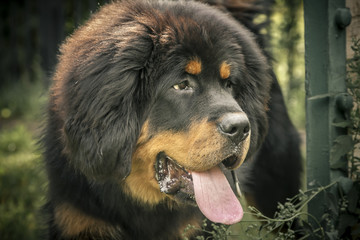Portrait of a Tibetan mastiff puppy