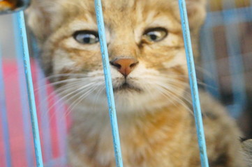 Close-up of the pet cat, unfortunately by agu