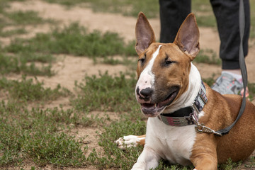 Bull terrier lies at the feet of the owner