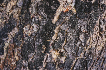 ants on a tree