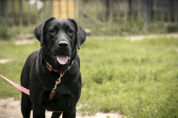 Black Labrador puppy on a leash