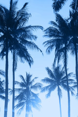 Beautiful tropical sunset with palm trees thought sunlight