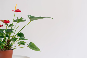 Closeup image of green hose plant in a pot with red flowers