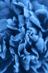 Fluffy pink peonies flowers background copy space