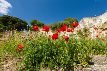 bunch of poppies in the city of palmela, Portugal