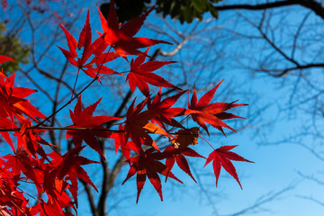 紅葉