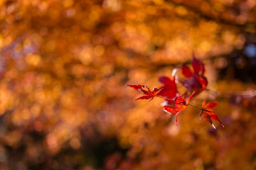 紅葉