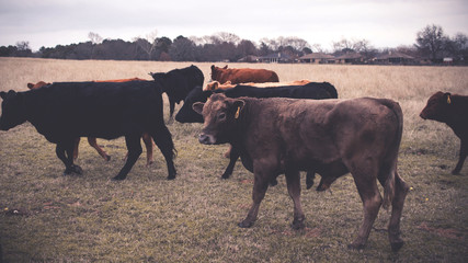 Cows in Field