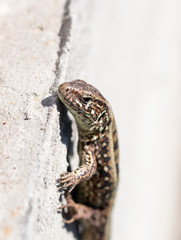 lizard on the wall