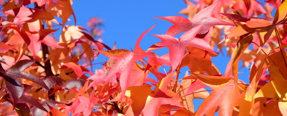 Buntes Herbstlaub eines Amberbaumes im Sonnenschein - Hintergrund und Banner