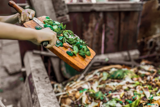 Responsible Human (man, Woman, Kid, Girl, Guy) Hands Throwing Away Veg Remains To The Compost Recycling Container.  Ecology Protection And Reduce Pollution Concept. Food Wastage As Organic Fertilizer