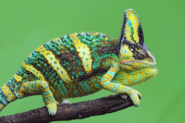 chameleon veiled