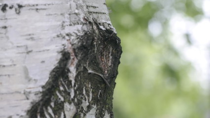 Obraz premium SAMSUNG CSC