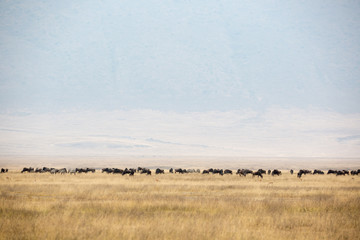 Fototapeta na wymiar Ngorongorokrater – Nationalpark - Tansania