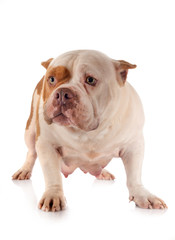 american bully in studio