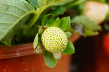 The strawberries in the strawberry garden are ripening