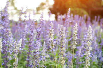 Beautiful purple flowers of lavender with sunlight in garden for background