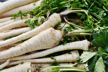 Fresh, parsnips at the weekly market. A bunch of parsnip. Full frame of vegetable. - obrazy, fototapety, plakaty